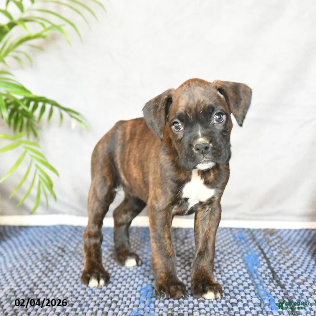 Boxer dogs for sale: Rhea - Ad 1
