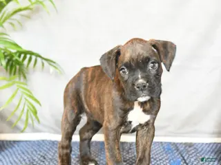 Boxer dogs for sale: Rhea - Ad 3