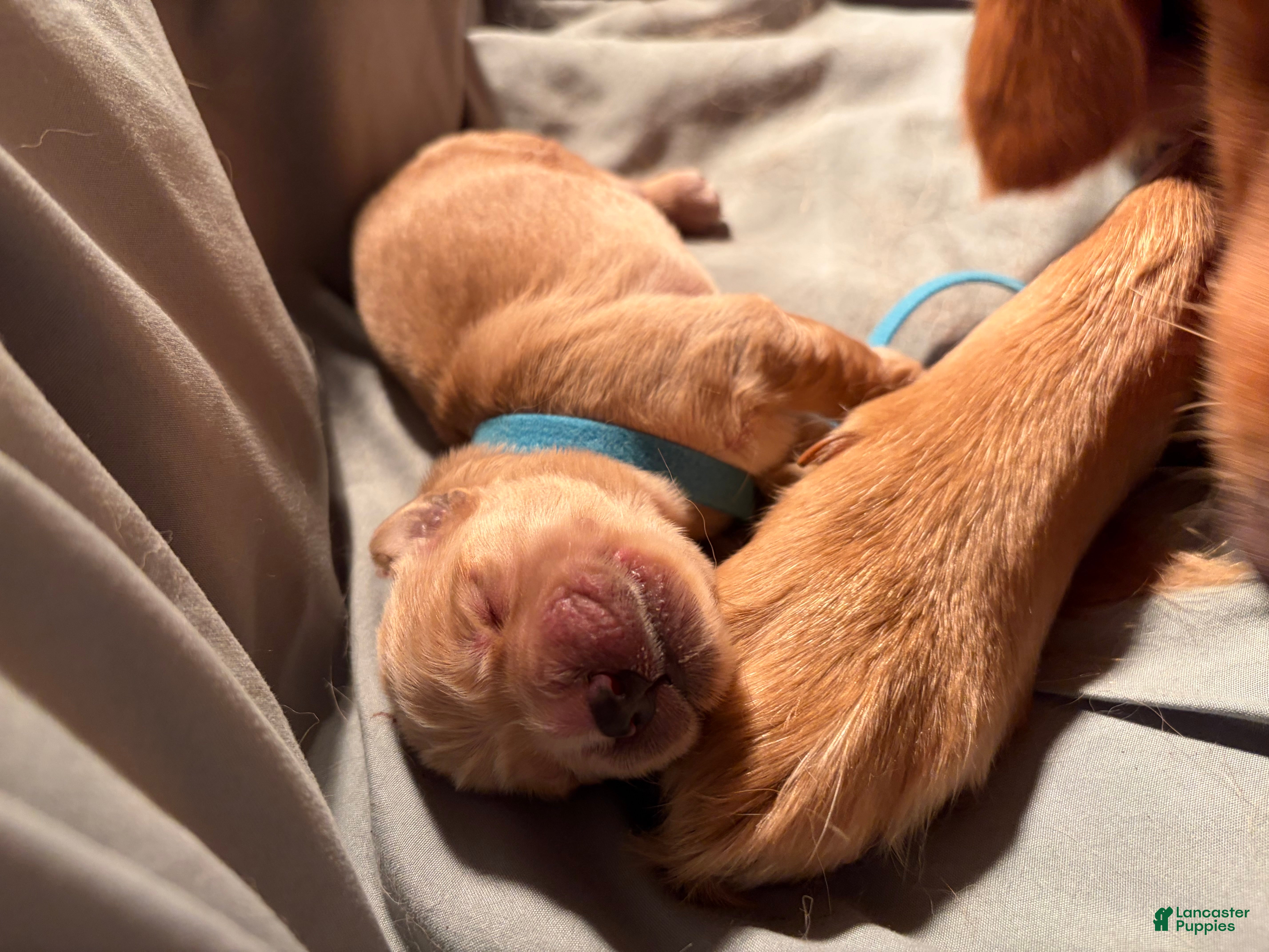 Golden Retriever dogs Milo  - Ad 1