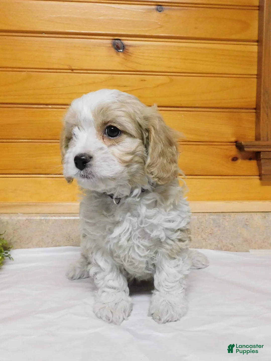 Cavachon dogs for sale: Corduroy  - Ad 5