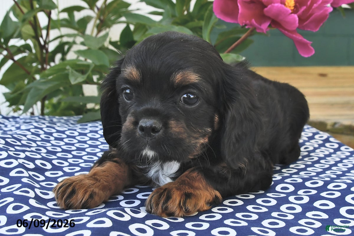Mixed Breed dogs for sale: Jake - Ad 2