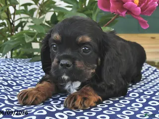 Mixed Breed dogs for sale: Jake - Ad 2