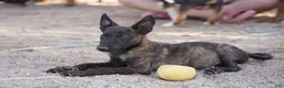 Dutch Shepherd dogs for sale: Dutchie Girl - Ad 3