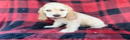 Cocker Spaniel dogs for sale: Tonka - Ad 4
