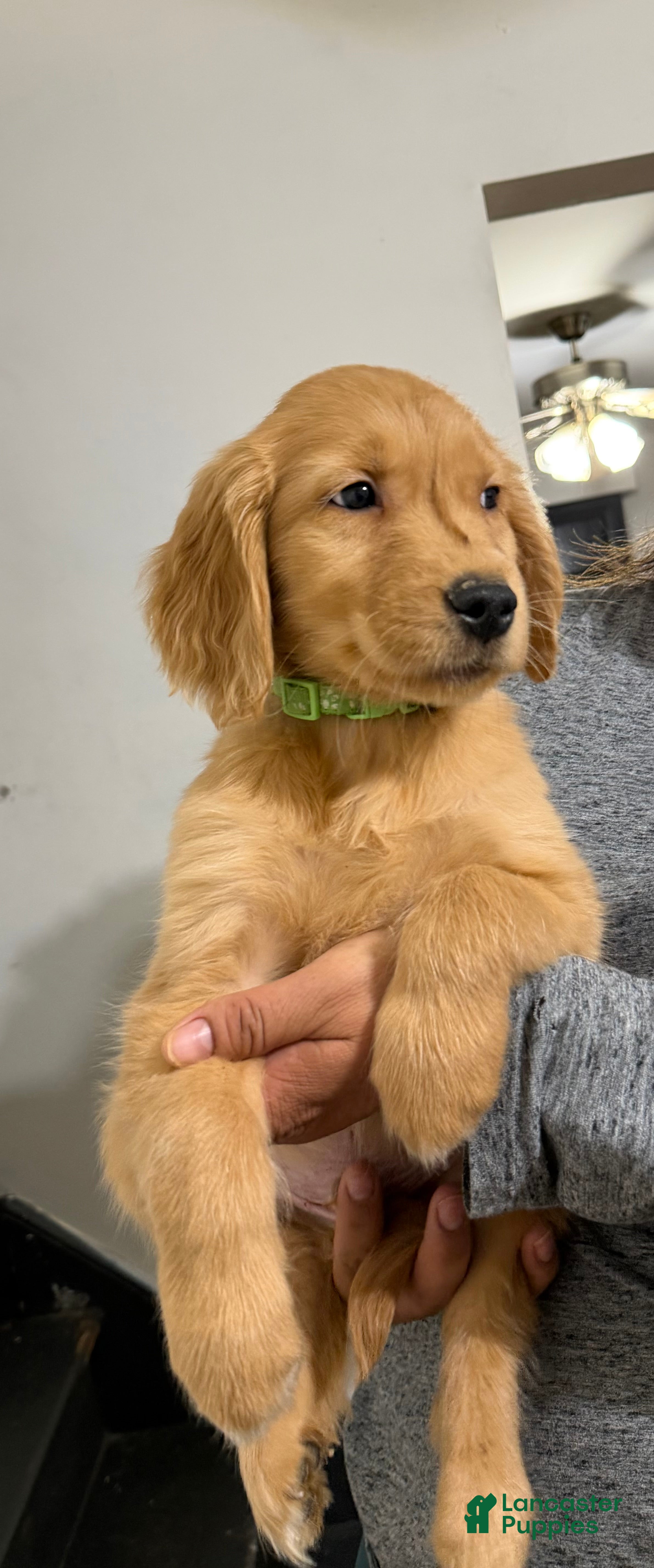 Golden Retriever dogs Enzo - Ad 1