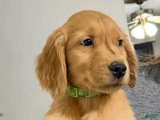 Golden Retriever dogs for sale: Enzo - Ad 3