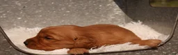 Golden Retriever dogs for sale: Oli - AKC, Genetically Clear - Ad 5