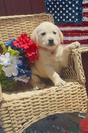 Labrador Retriever dogs Labrador Retriever Puppy 5 - Ad 1