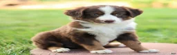 Miniature Australian Shepherd dogs for sale: Joanna - Ad 4