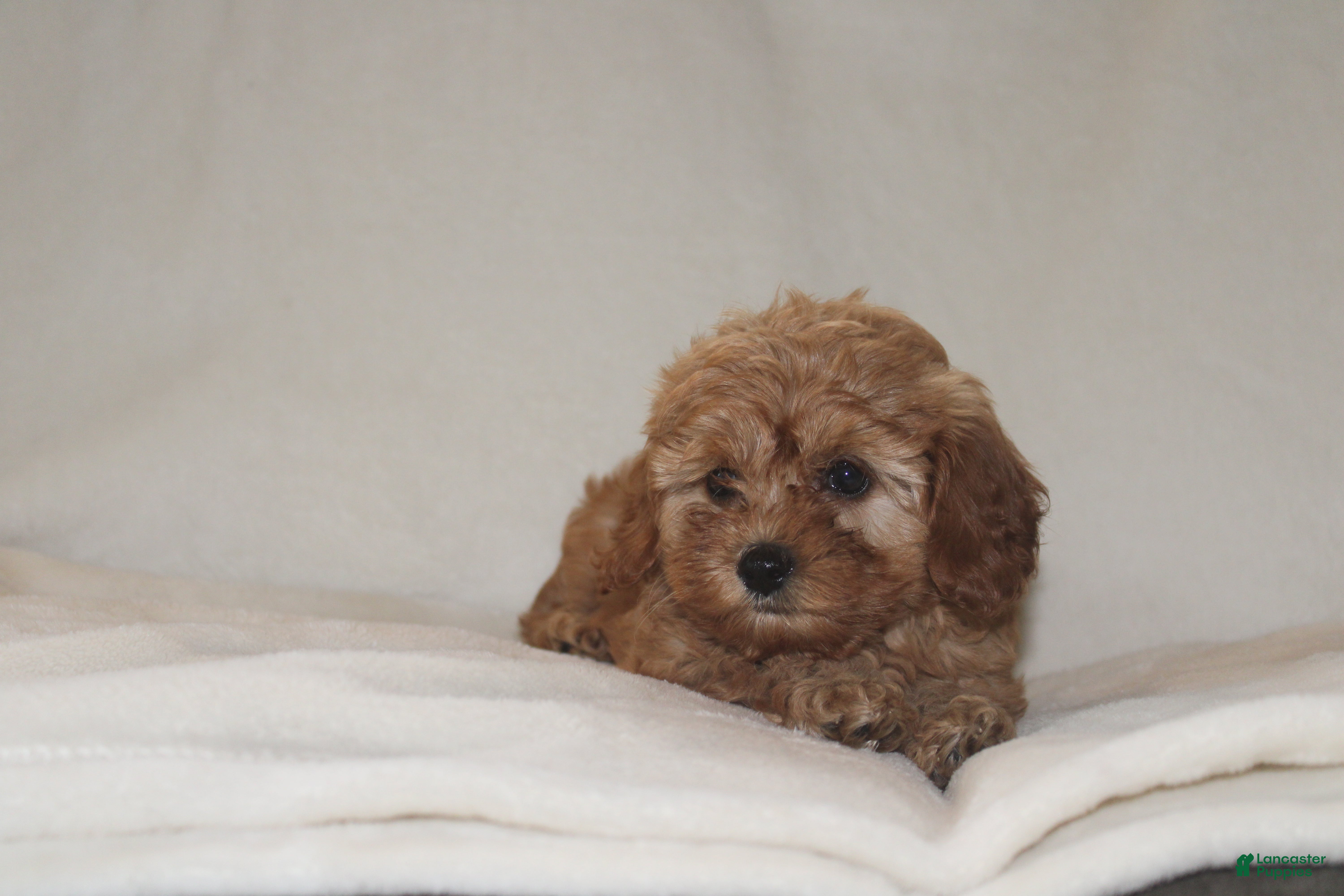 Cavapoo dogs Max - Ad 2