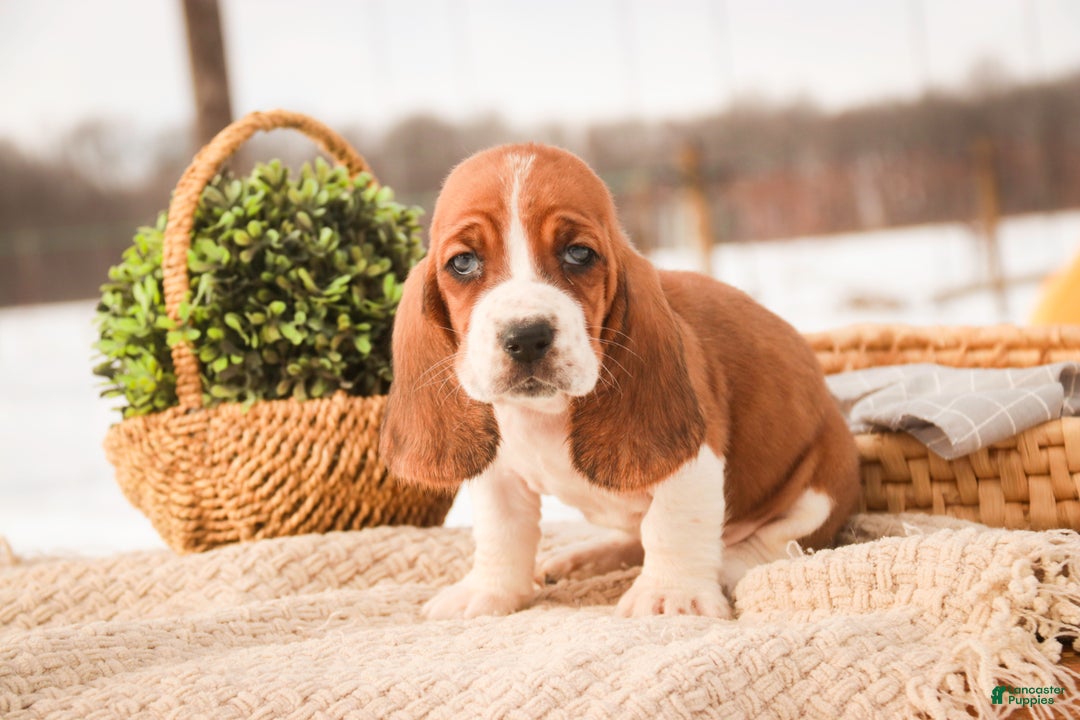 Basset Hound dogs for sale: Arturo - Ad 5