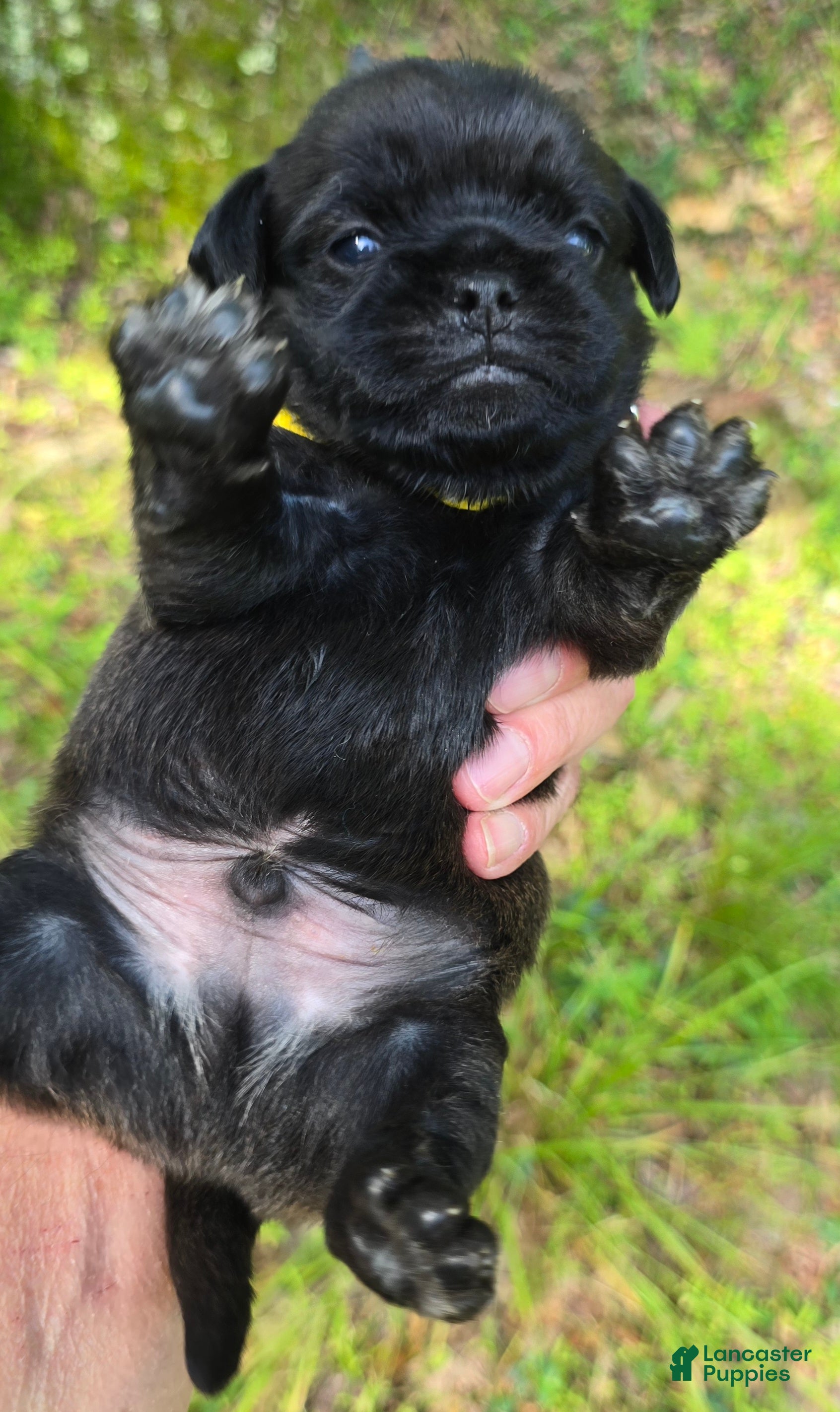Pug dogs Byron - Ad 2
