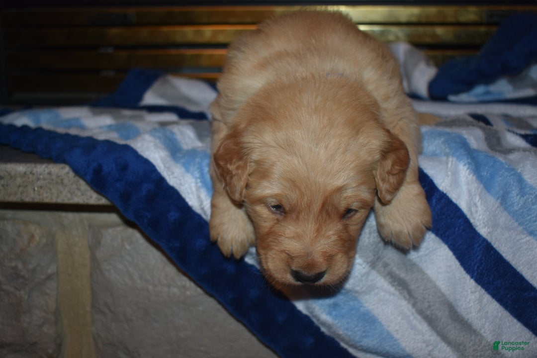 Golden Retriever dogs for sale: Charger - Ad 4