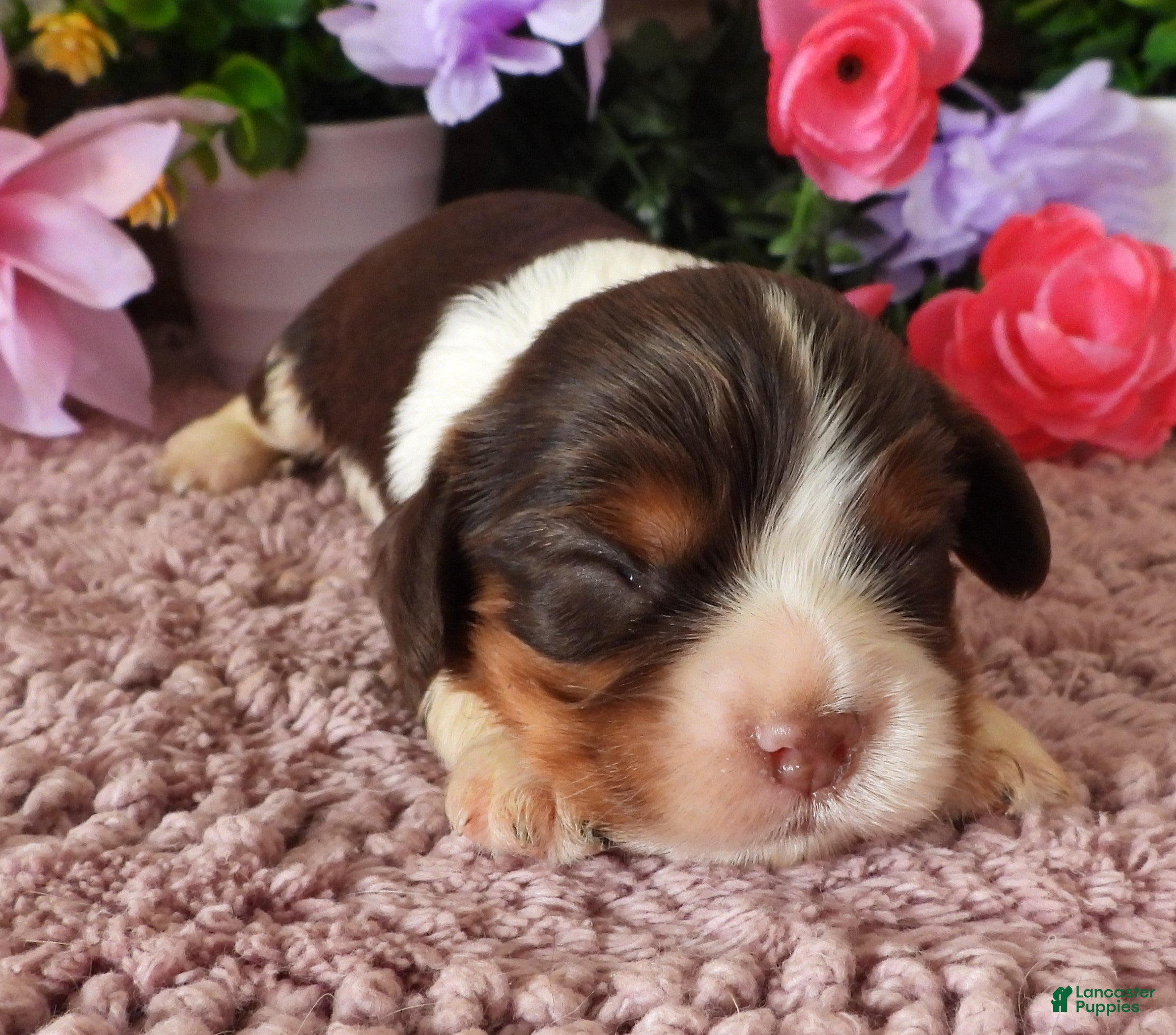 Cavalier King Charles Spaniel dogs #4 Male (Lulu's) - Ad 20