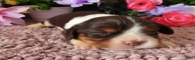 #4 Male (Lulu's)