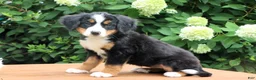 Bernese Mountain Dog dogs for sale: Ranita - Ad 4