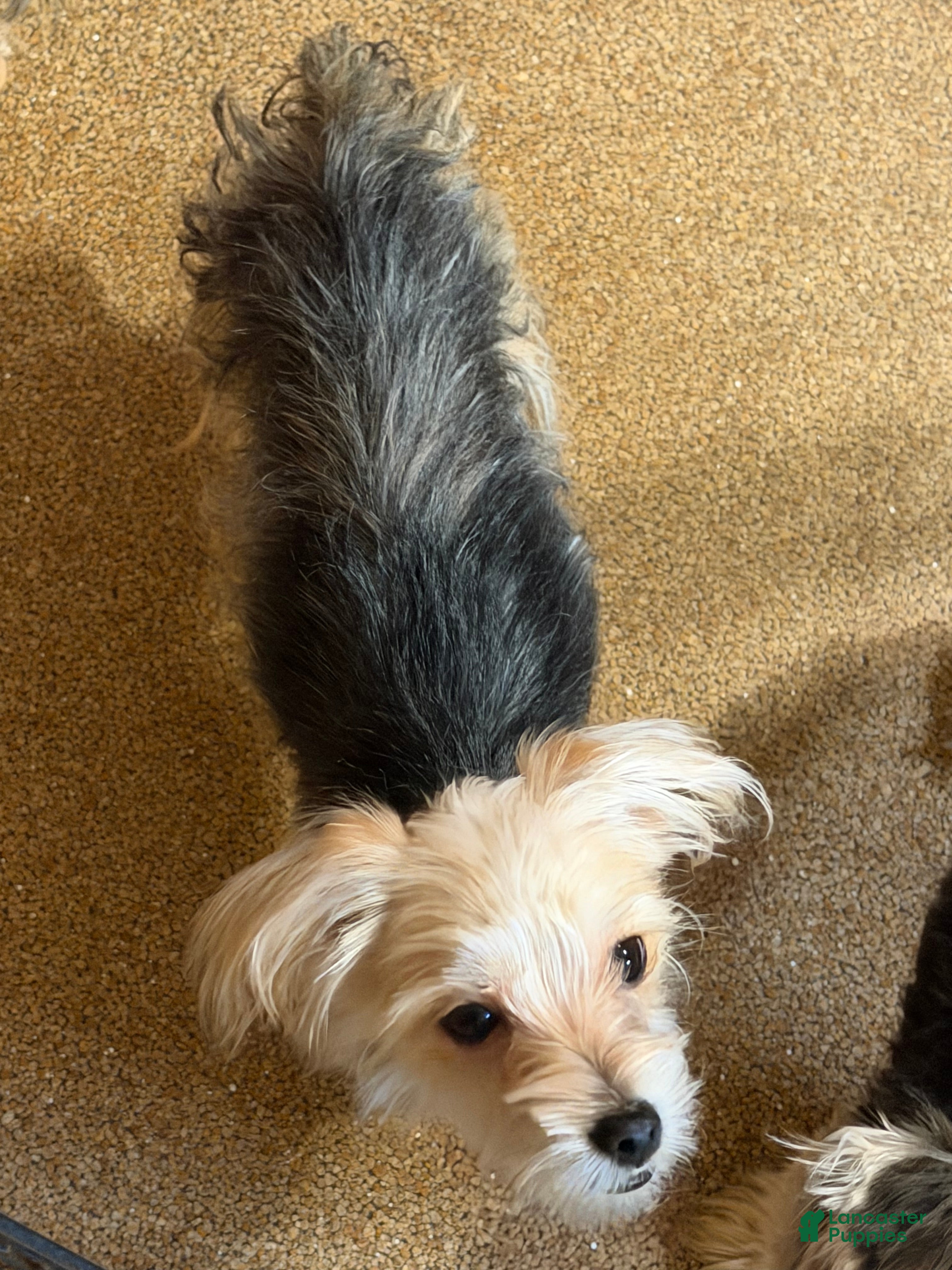 Yorkshire Terrier dogs Yorkshire Terrier 2 - Ad 5