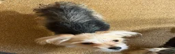 Yorkshire Terrier dogs for sale: Yorkshire Terrier 2 - Ad 1