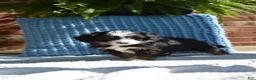 Mini Bernedoodle dogs for sale: Rory - Ad 2