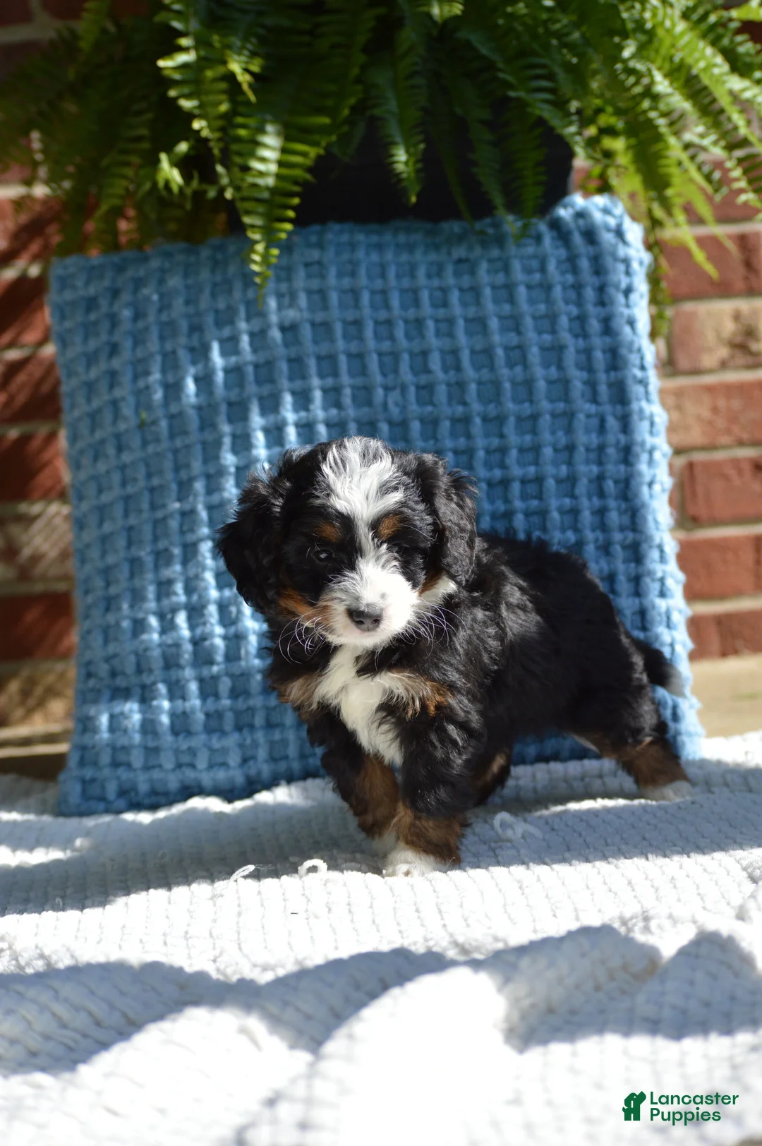 Mini Bernedoodle dogs for sale: Rory - Ad 2