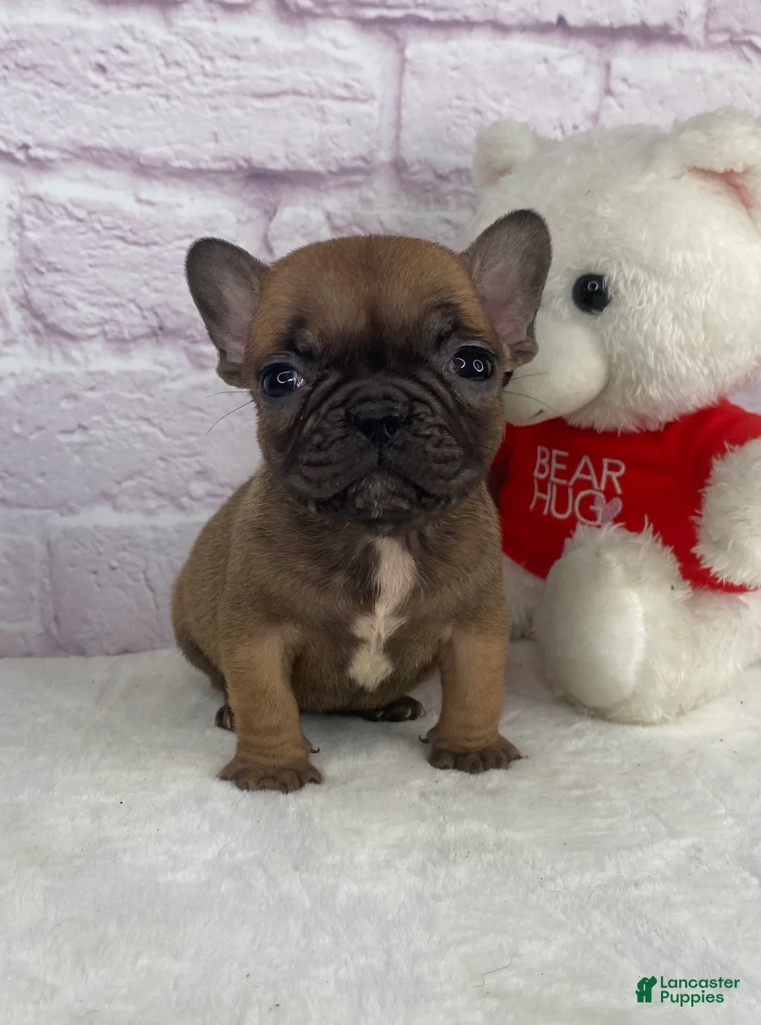 French Bulldog dogs for sale: Cup cake - Ad 6