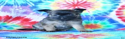 Mixed Breed dogs for sale: Milo - Ad 5
