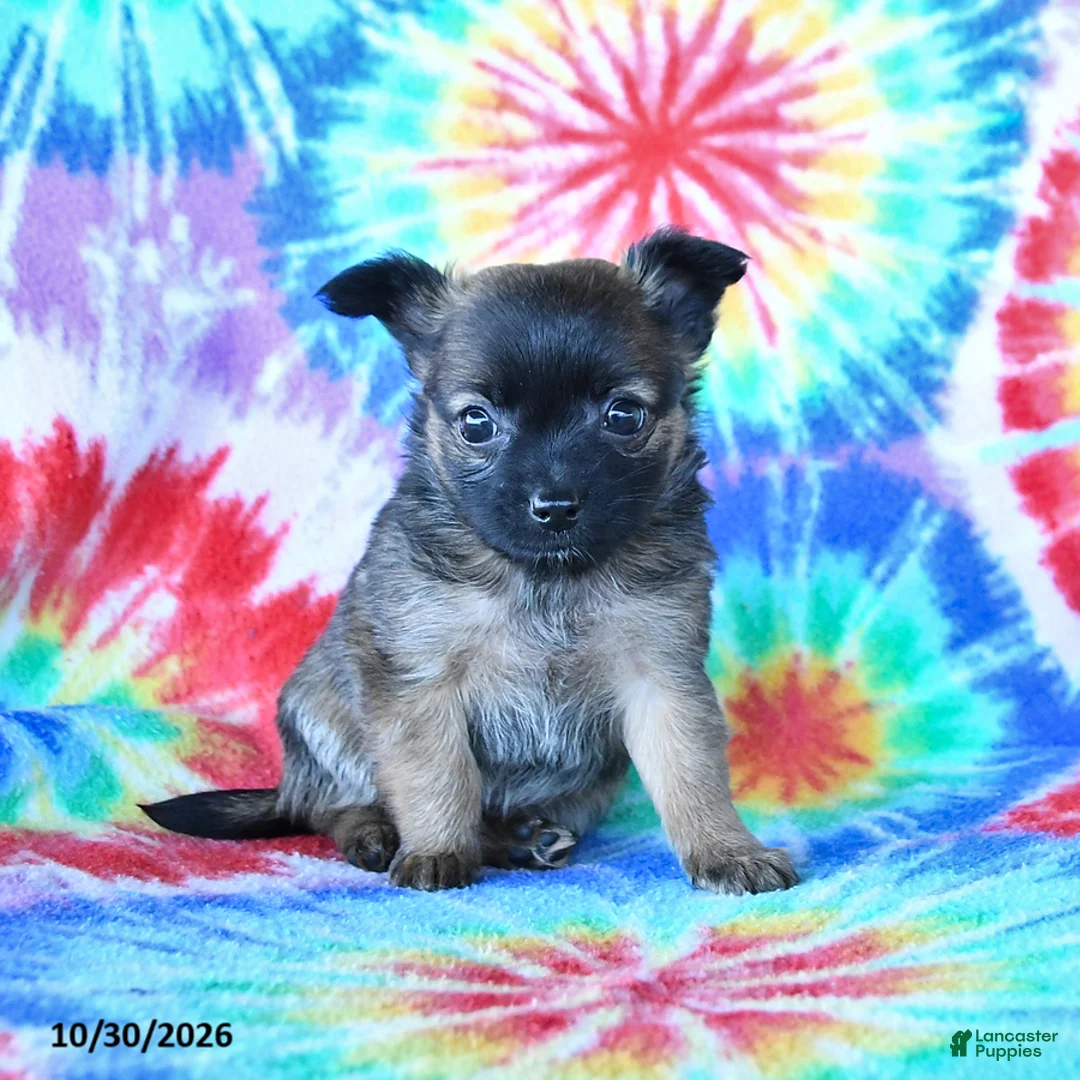 Mixed Breed dogs for sale: Milo - Ad 5