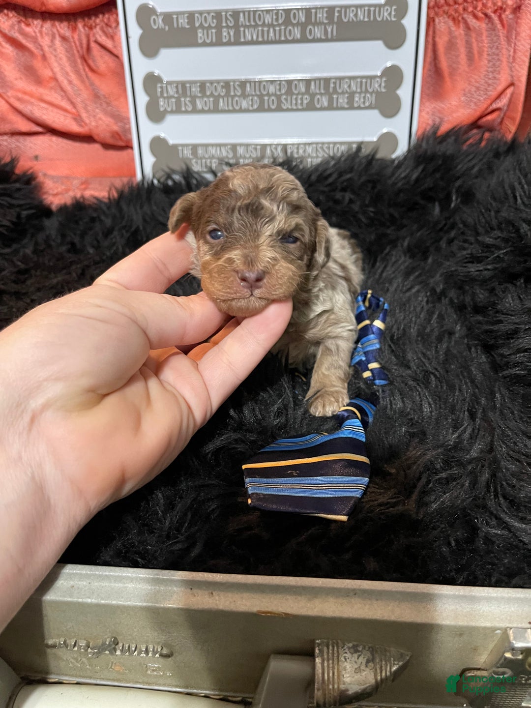 Miniature Poodle dogs for sale: Miniature Poodle Puppy 1 - Ad 25