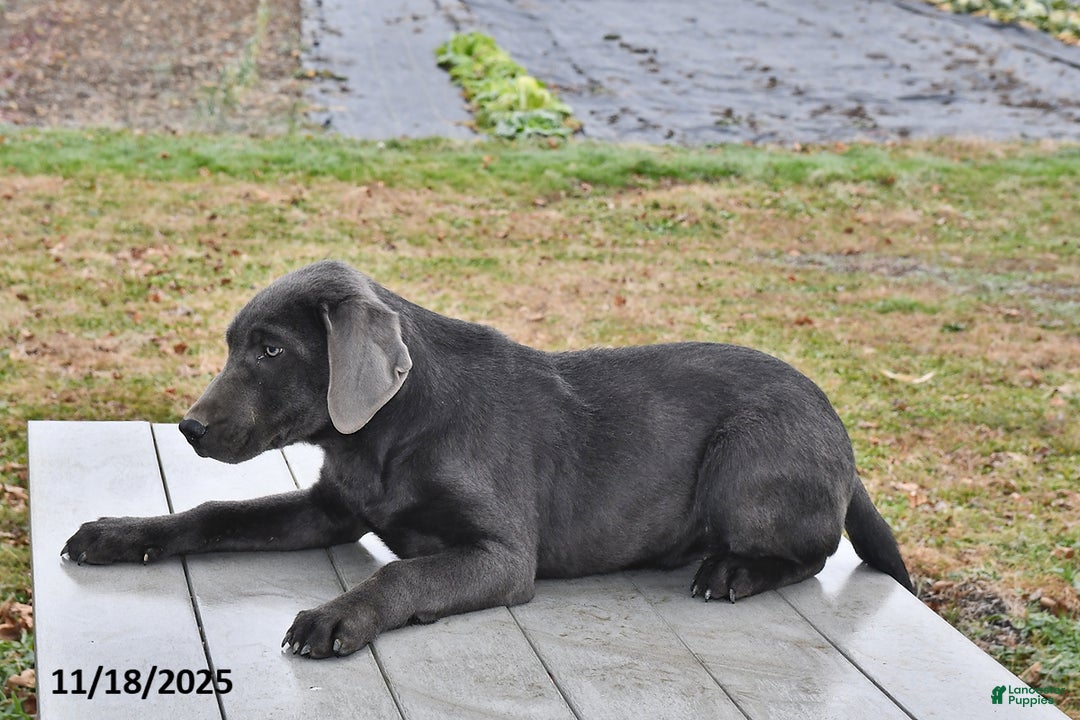 Labrador Retriever dogs for sale: Cash - Ad 5