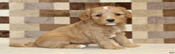Double Doodle dogs for sale: Joy - Ad 4