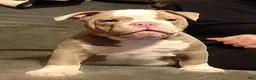 Olde English Bulldogge dogs for sale: Olde English Bulldogge 1 - Ad 4