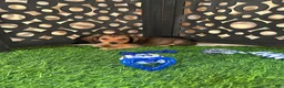 Miniature Dachshund dogs for sale: Cooper Sweet Little Mini Dachshund Puppy - Ad 1