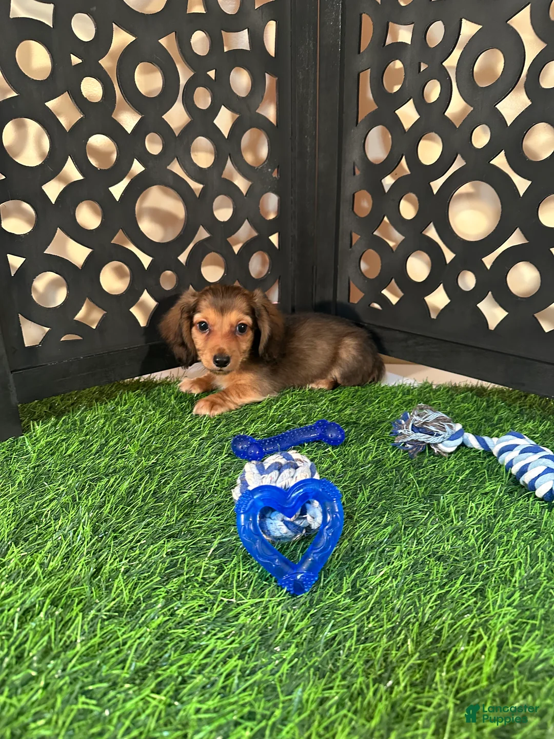 Miniature Dachshund dogs for sale: Cooper Sweet Little Mini Dachshund Puppy - Ad 1