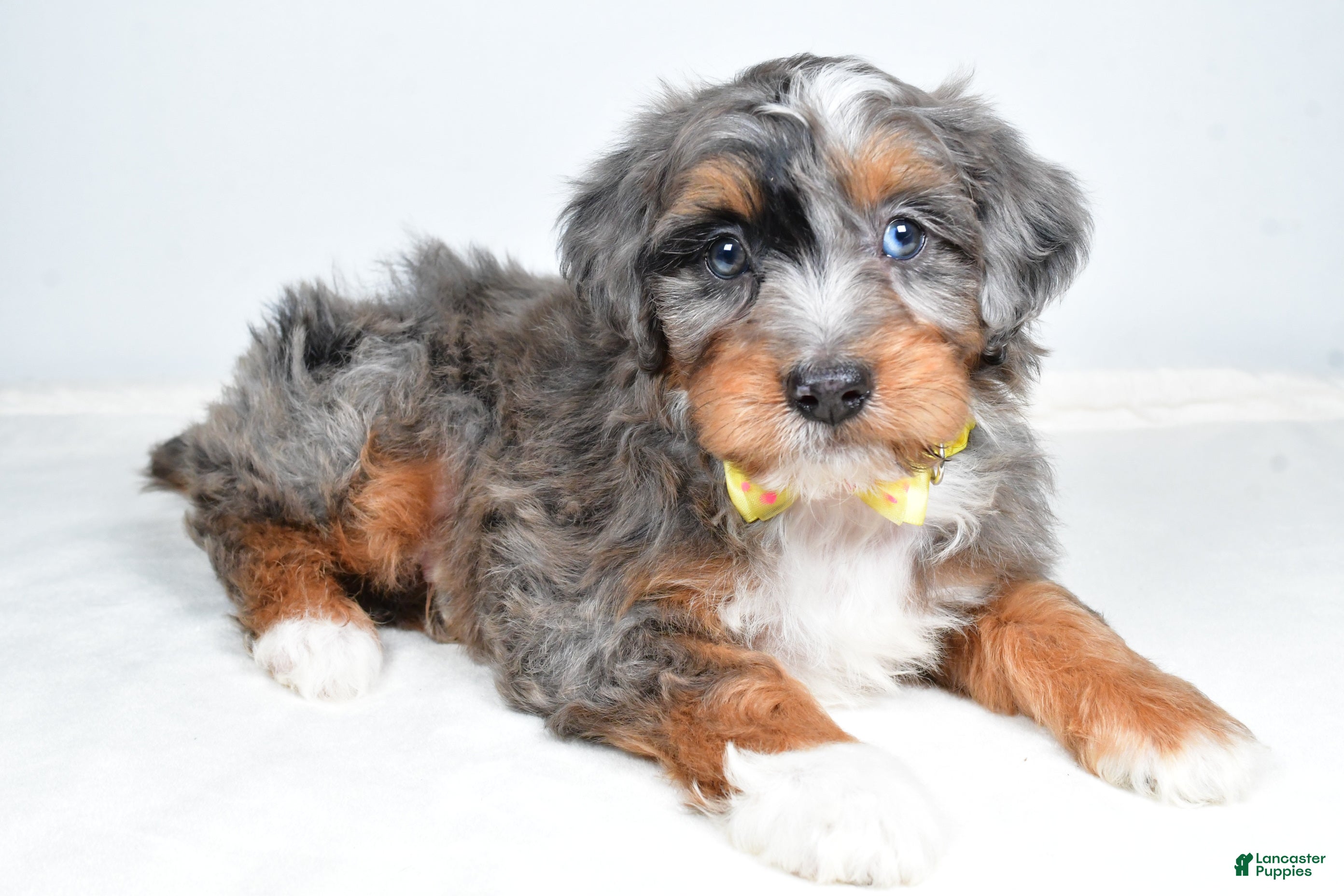 Mini Aussiedoodle dogs Noah - Ad 1