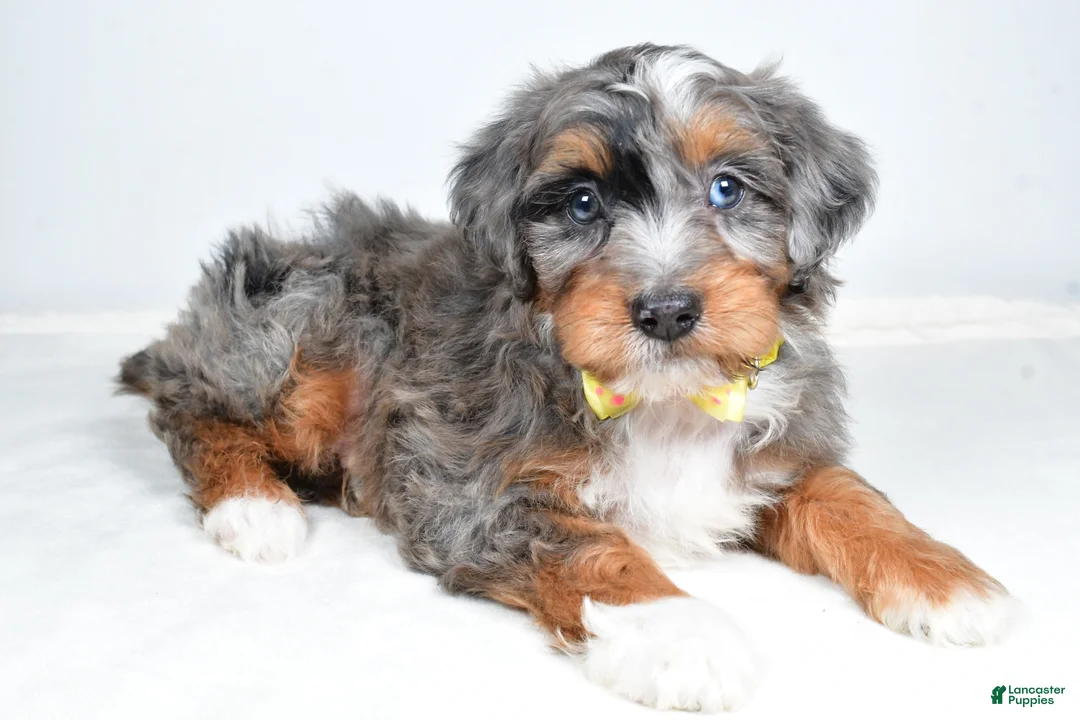 Mini Aussiedoodle dogs for sale: Noah - Ad 1