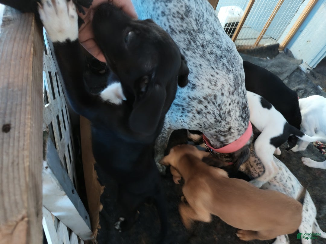 Mixed Breed dogs for sale: Aphrodite - Ad 3