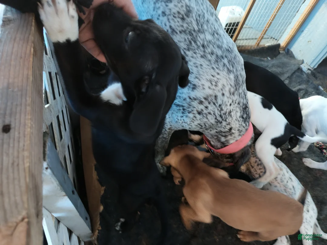 Mixed Breed dogs for sale: Aphrodite - Ad 3