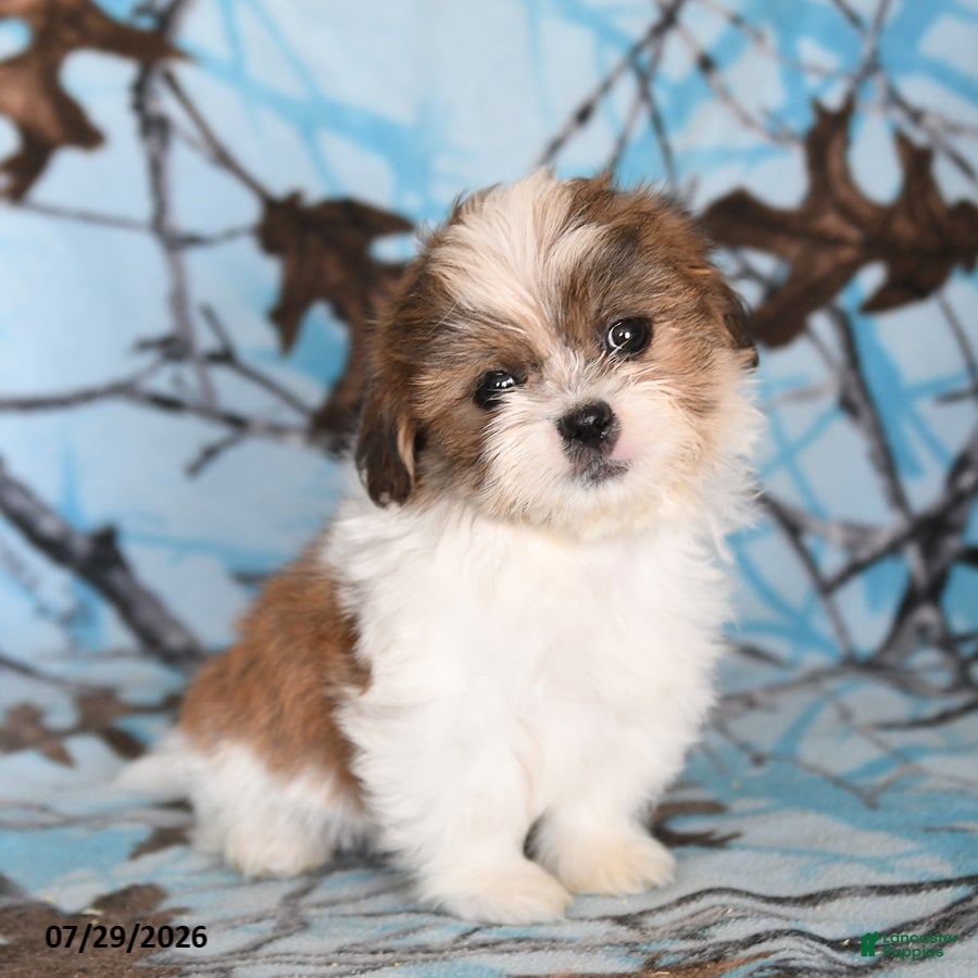 Shih Tzu dogs Crumbles - Ad 2