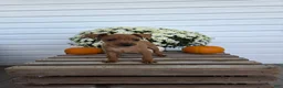 Miniature Pinscher dogs for sale: Leo - Ad 3