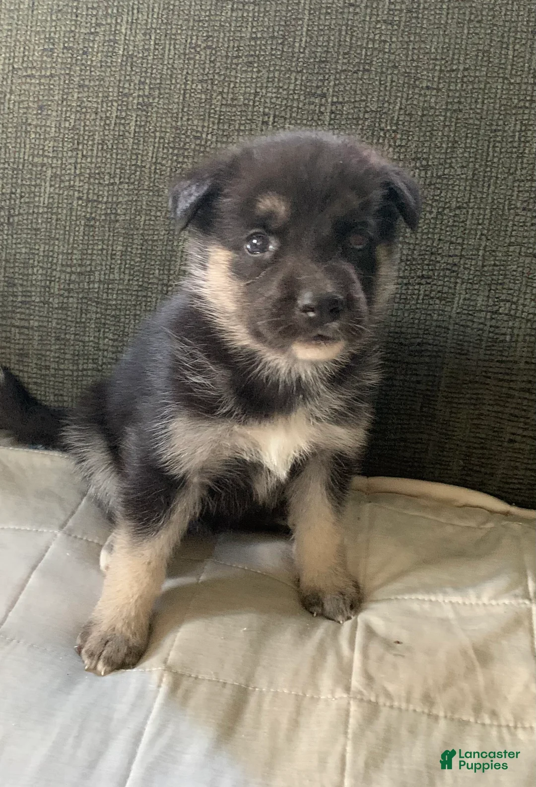 Gerberian Shepsky dogs for sale: Gerberian Shepsky 7 - Ad 1