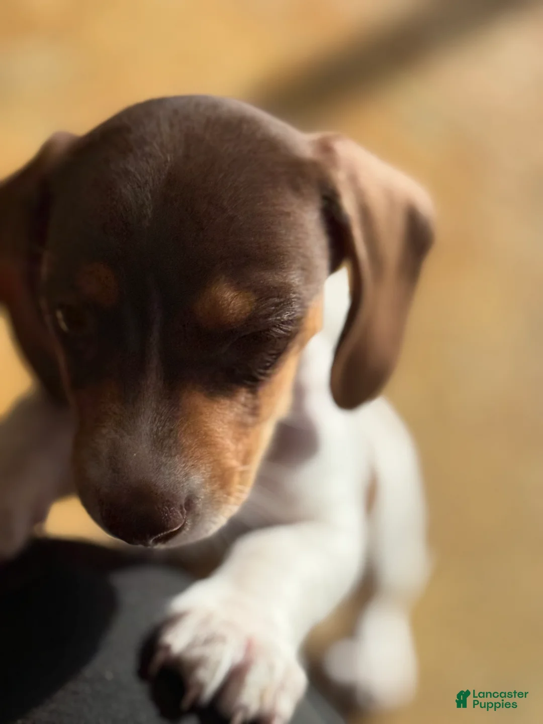 Dachshund dogs for sale: Dachshund Puppy 2 - Ad 11