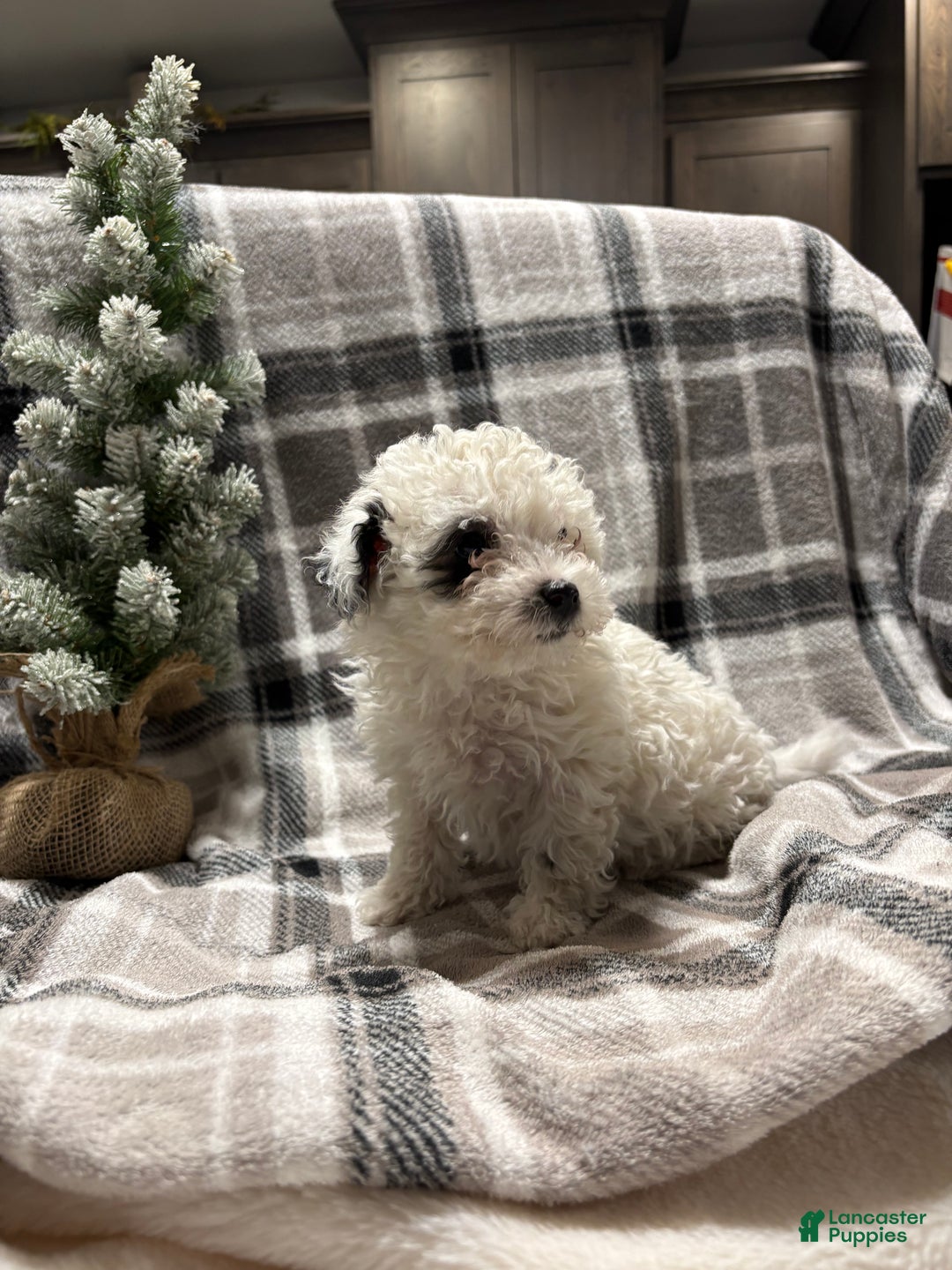 Mixed Breed dogs for sale: Sadie - Ad 2