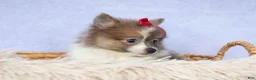 Pomeranian dogs for sale: Everest🐾 - Ad 19