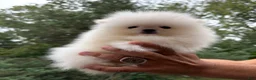 Pomeranian dogs for sale: Teacup Pomeranian Korean bloodline 2 - Ad 3