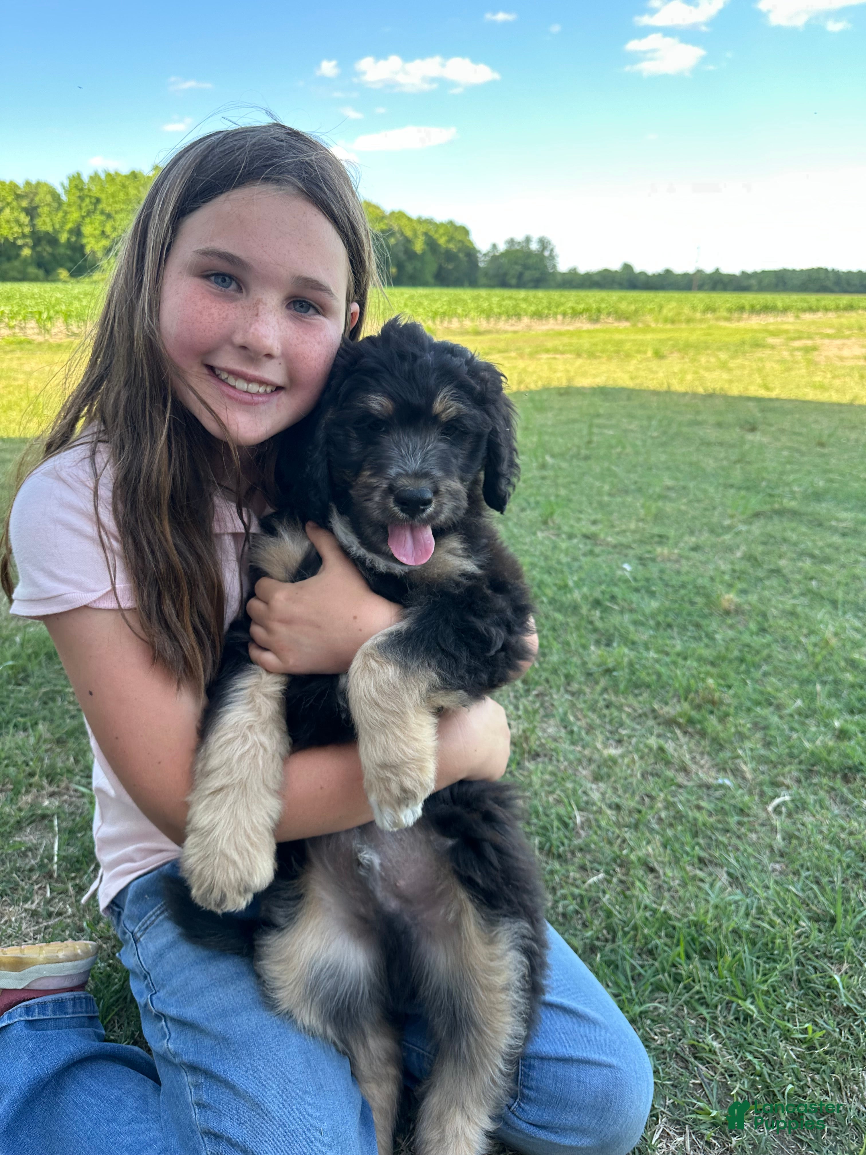 Aussiedoodle dogs Aussiedoodle Puppy 5 - Ad 34