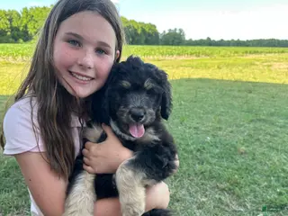 Aussiedoodle dogs Aussiedoodle Puppy 5 - Ad 34