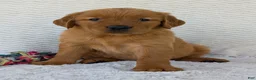 Golden Retriever dogs for sale: Miss Rosie  - Ad 3