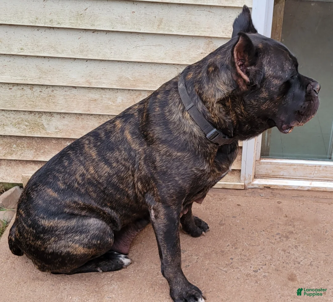 Cane Corso dogs for sale: Cane Corso Puppy 1 - Ad 5