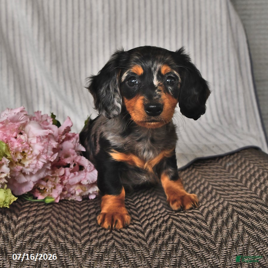 Miniature Dachshund dogs Karla - Ad 2