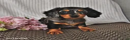 Miniature Dachshund dogs for sale: Karla - Ad 2